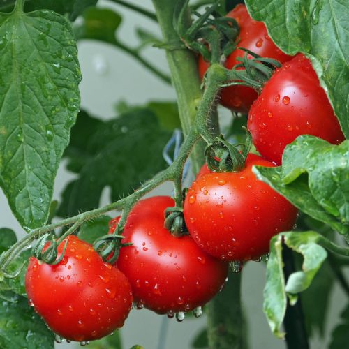 tomatoes-1561565 (1)